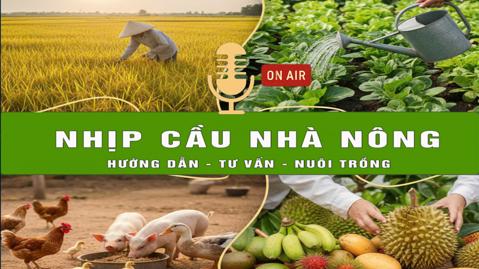 Lựa chọn giống l&uacute;a chất lượng cho sản xuất h&egrave; thu