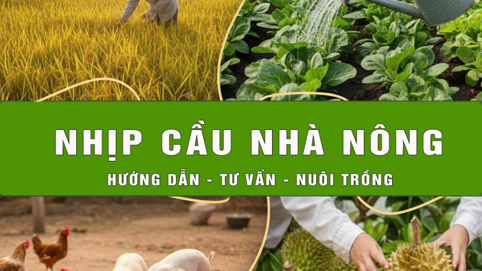 Một số lưu &yacute; kỹ thuật cần thiết trong nu&ocirc;i c&aacute; tr&ecirc; đồng