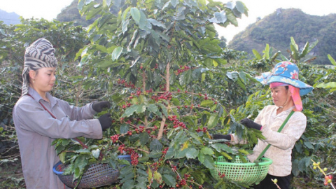 Chuyển đổi c&acirc;y trồng ph&ugrave; hợp thổ nhưỡng, kh&iacute; hậu ph&aacute;t huy tiềm năng sẵn c&oacute;