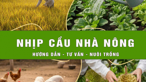 Một số biện ph&aacute;p kỹ thuật chăm s&oacute;c, ổn định đ&agrave;n g&agrave; trước Tết 