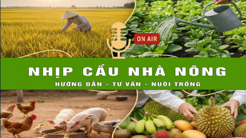 Ninh B&igrave;nh tăng cường c&ocirc;ng t&aacute;c ph&ograve;ng chống dịch tả lợn Ch&acirc;u Phi