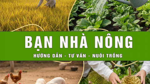 L&agrave;m gi&agrave;u từ m&ocirc; h&igrave;nh trồng nấm Đ&ocirc;ng tr&ugrave;ng hạ thảo