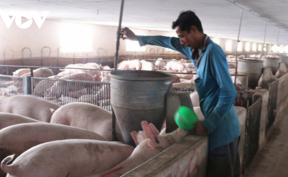 Gi&aacute; thịt lợn tiếp tục giảm