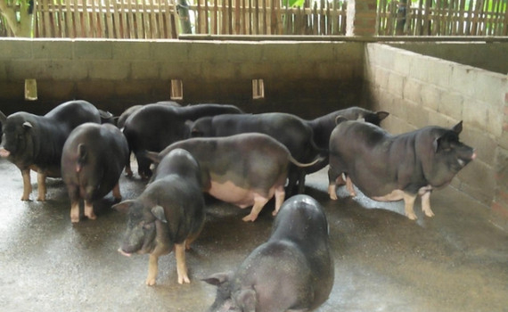 Gỡ kh&oacute; cho ng&agrave;nh chăn nu&ocirc;i những th&aacute;ng cuối năm