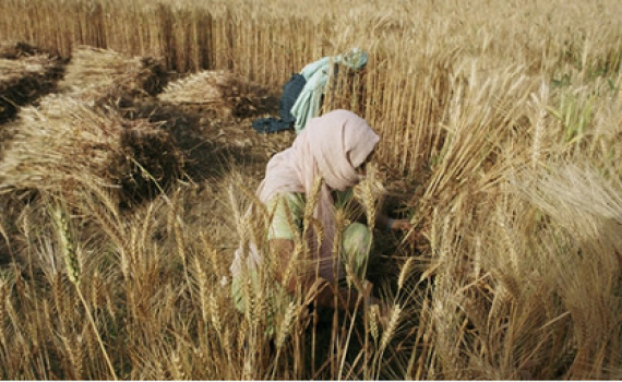 FAO: Gi&aacute; một số loại thực phẩm l&ecirc;n mức cao nhất trong 10 năm