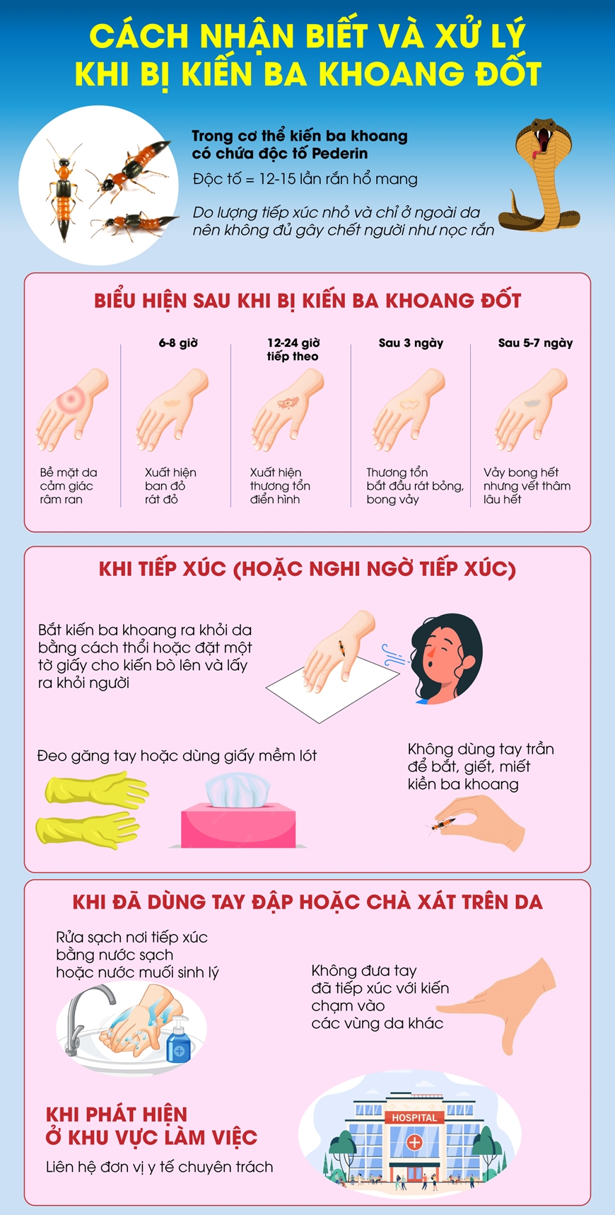 Cách nhận biết và xử lý khi bị kiến ba khoang đốt - Báo và Phát thanh - Truyền hình Ninh Bình