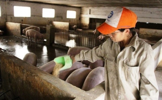 Từng bước chủ động nguồn nguy&ecirc;n liệu thức ăn chăn nu&ocirc;i trong nước