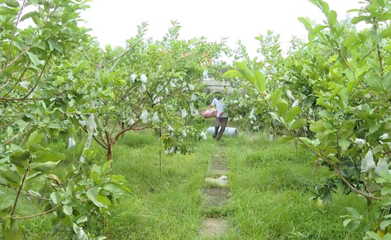 Giải ph&aacute;p n&acirc;ng cao thu nhập ở Kh&aacute;nh Ti&ecirc;n