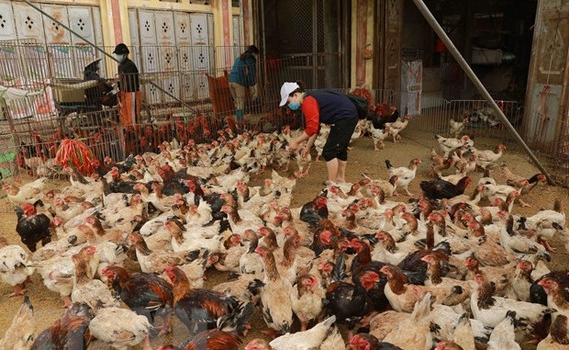 4 khuyến c&aacute;o của Bộ Y tế ph&ograve;ng, chống l&acirc;y nhiễm c&uacute;m gia cầm sang người