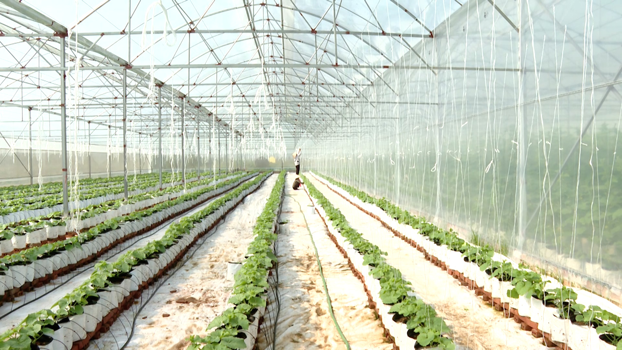 Ninh Bình nhân rộng mô hình nông nghiệp công nghệ cao