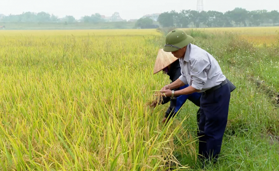 Gia Viễn &aacute;p dụng quy tr&igrave;nh sản xuất l&uacute;a an to&agrave;n, theo hướng hữu cơ