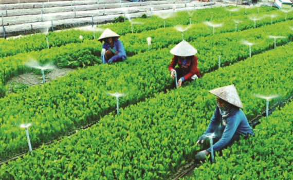Kiện to&agrave;n Ban Chỉ đạo đổi mới, ph&aacute;t triển kinh tế tập thể, hợp t&aacute;c x&atilde;