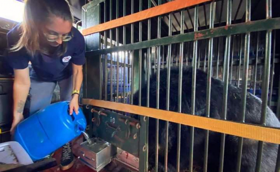 Cứu hộ th&agrave;nh c&ocirc;ng c&aacute; thể gấu ngựa từ TP. Hồ Ch&iacute; Minh