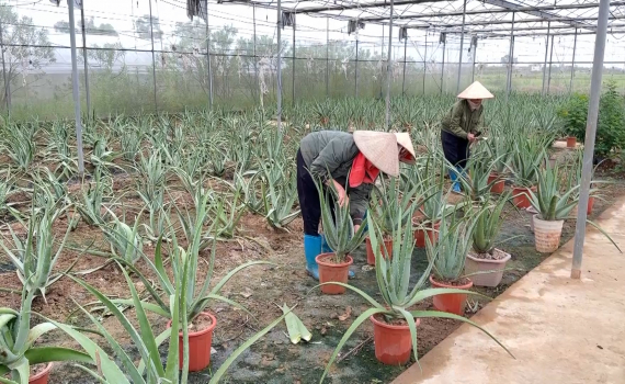 Hợp t&aacute;c x&atilde; n&acirc;ng cao hiệu quả hoạt động