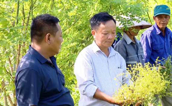 M&ocirc; h&igrave;nh trồng c&acirc;y hoa h&ograve;e cho hiệu quả kinh tế cao tại x&atilde; Đồng Phong