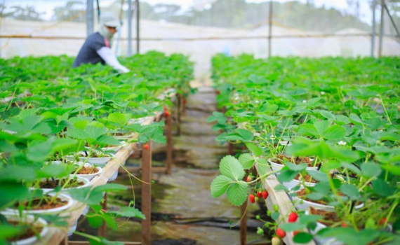 Th&uacute;c đẩy hợp t&aacute;c n&ocirc;ng nghiệp ASEAN