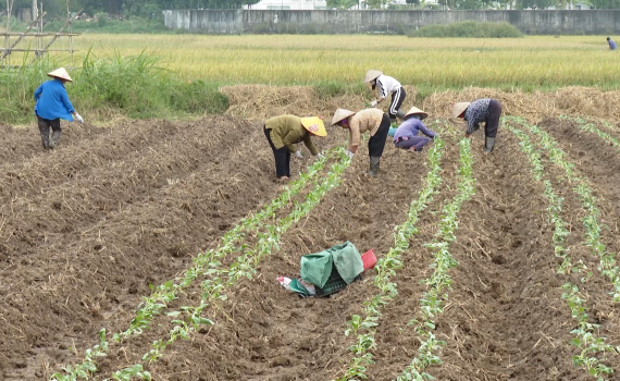 Y&ecirc;n Kh&aacute;nh phấn đấu trồng hơn 2000 ha c&acirc;y vụ Đ&ocirc;ng