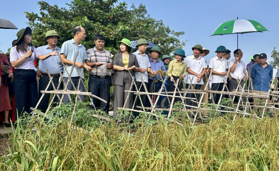 Kim Sơn: Hiệu quả từ m&ocirc; h&igrave;nh l&uacute;a IPHM vụ M&ugrave;a 2026