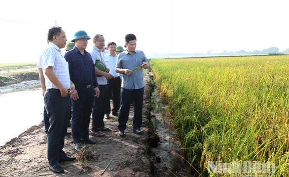 L&atilde;nh đạo UBND tỉnh kiểm tra sản xuất l&uacute;a m&ugrave;a v&agrave; kiểm tra thực địa Khu đ&ocirc; thị nghỉ dưỡng, sinh th&aacute;i, vui chơi giải tr&iacute; biển Quất L&acirc;m
