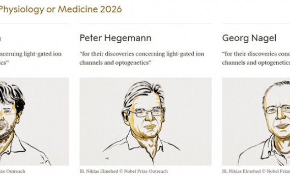 Nobel 2026 mở m&agrave;n với c&ocirc;ng nghệ d&ugrave;ng &aacute;nh s&aacute;ng điều khiển tế b&agrave;o thần kinh