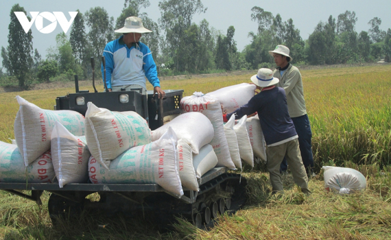 Gi&aacute; gạo xuất khẩu của Việt Nam tăng cao kỷ lục