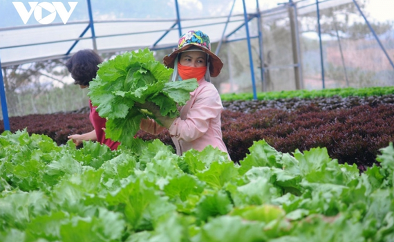 ​Ng&agrave;nh nghề kinh tế n&ocirc;ng th&ocirc;n mang lại thu nhập tiền tỷ cho người d&acirc;n