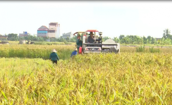 Đồng Hướng x&acirc;y dựng sản phẩm OCOP nếp hạt cau