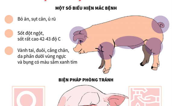 Ninh B&igrave;nh: Tập trung chỉ đạo triển khai quyết liệt, đồng bộ c&aacute;c biện ph&aacute;p ph&ograve;ng chống bệnh Dịch tả lợn Ch&acirc;u Phi