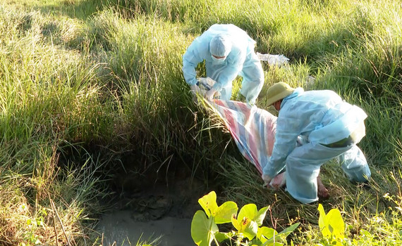 Ninh B&igrave;nh: Dịch tả lợn Ch&acirc;u Phi t&aacute;i b&ugrave;ng ph&aacute;t trở lại