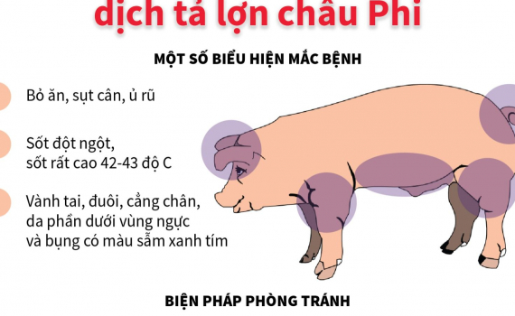 Ninh B&igrave;nh ngăn chặn dịch tả lợn ch&acirc;u Phi t&aacute;i b&ugrave;ng ph&aacute;t