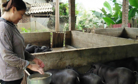 Th&uacute;c đẩy ph&aacute;t triển chăn nu&ocirc;i, đảm bảo nguồn cung thực phẩm dịp cuối năm
