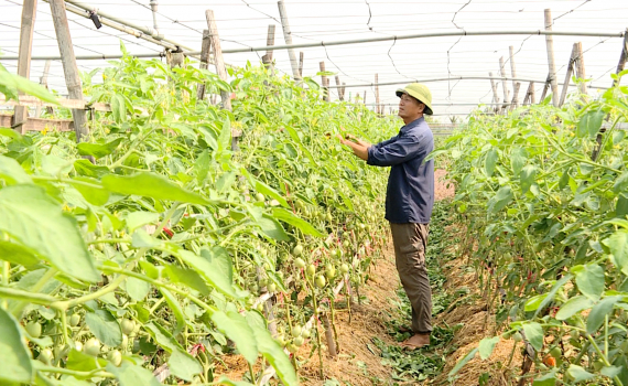 Kim Sơn: Gi&aacute; trị thu nhập tr&ecirc;n ha canh t&aacute;c đạt 200 triệu đồng/năm