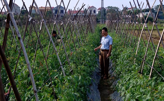 Vụ Đ&ocirc;ng g&oacute;p phần n&acirc;ng cao thu nhập cho n&ocirc;ng d&acirc;n Y&ecirc;n Kh&aacute;nh