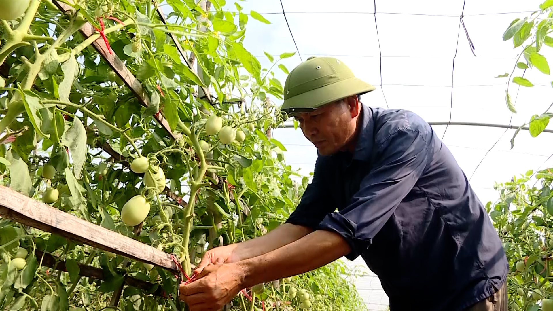 Hiệu quả chuyển đổi cơ cấu cây trồng ở Khánh Thành