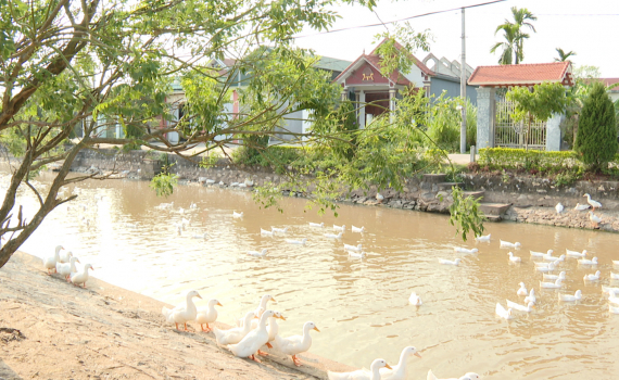 Y&ecirc;n Kh&aacute;nh đẩy mạnh chăn nu&ocirc;i gia cầm phục vụ Tết