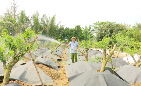 Gương cựu chiến binh năng động trong phát triển kinh tế gia đình