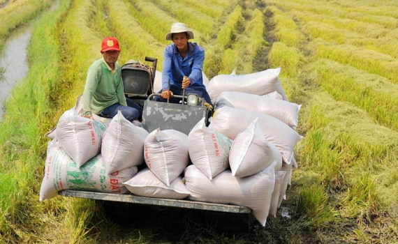 Việt Nam: Nỗ lực chinh phục kỷ lục mới trong xuất khẩu gạo