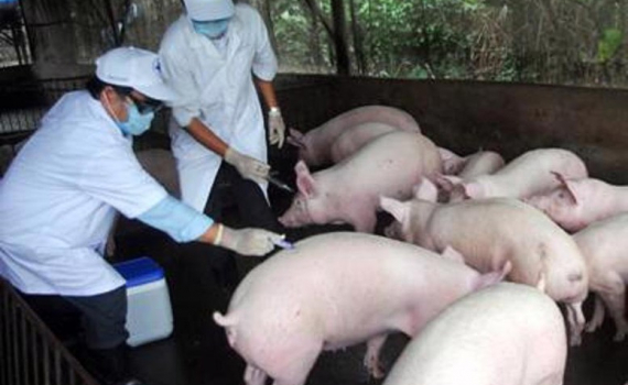 Xử l&yacute; nghi&ecirc;m c&aacute;c trường hợp bu&ocirc;n b&aacute;n, vận chuyển lợn bệnh, kh&ocirc;ng r&otilde; nguồn gốc xuất xứ