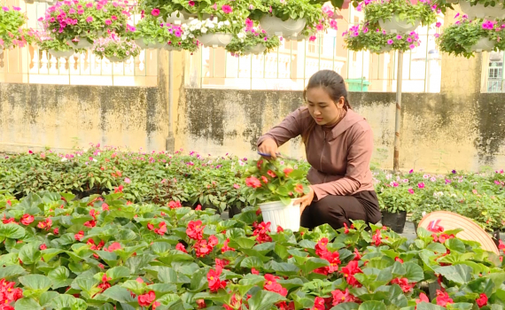 Người d&acirc;n Ninh Ph&uacute;c t&iacute;ch cực chăm s&oacute;c hoa phục vụ Tết