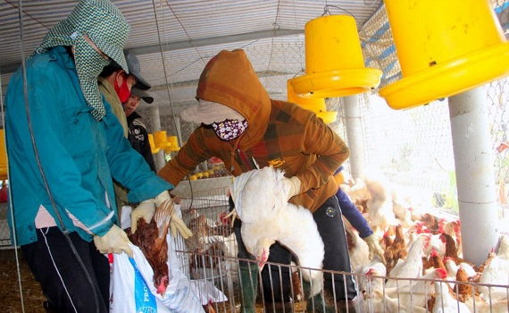 Dịch c&uacute;m A/H5N6 t&aacute;i b&ugrave;ng ph&aacute;t tại l&agrave;ng chăn nu&ocirc;i lớn nhất tỉnh Nghệ An