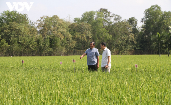 ​​Nhiều &yacute; kiến tr&aacute;i chiều về việc chọn gạo ST25 đi thi "World's Best Rice 2020"