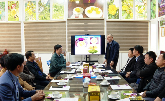 Hội nghị đầu bờ giới thiệu về c&aacute;ch trồng v&agrave; chăm s&oacute;c c&acirc;y Tr&agrave; hoa v&agrave;ng