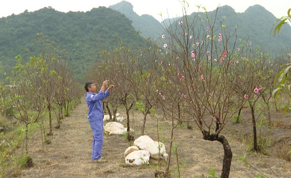 L&agrave;ng nghề trồng đ&agrave;o Đ&ocirc;ng Sơn, th&agrave;nh phố Tam Điệp sẵn s&agrave;ng v&agrave;o vụ Tết