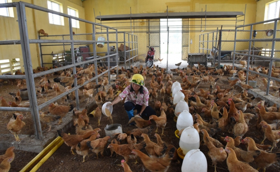 Hỗ trợ ti&ecirc;u thụ sản phẩm chăn nu&ocirc;i dịp cuối năm