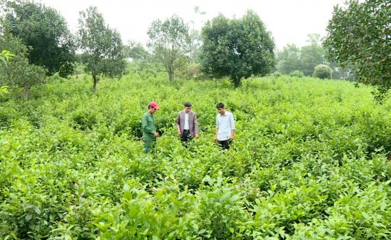 N&acirc;ng cao gi&aacute; trị c&acirc;y ch&egrave; Tam Điệp
