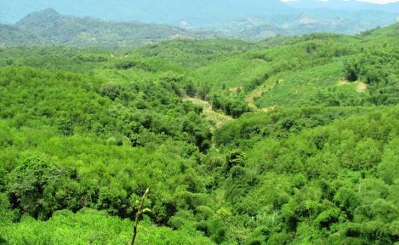 Phương ph&aacute;p định khung gi&aacute; rừng