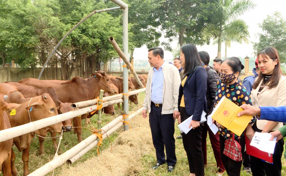 Y&ecirc;n M&ocirc; hỗ trợ b&ograve; giống tạo sinh kế gi&uacute;p c&aacute;c hộ tho&aacute;t ngh&egrave;o