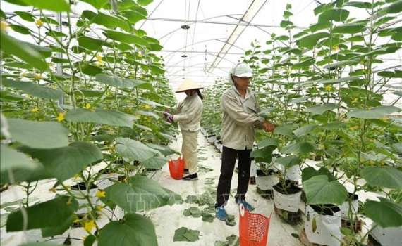 N&ocirc;ng nghiệp Việt Nam: Lập kỷ lục mới