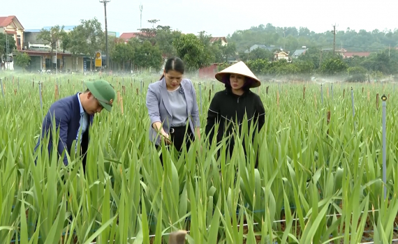 Hiệu quả mô hình hoa lay ơn vụ Tết ở Yên Mô