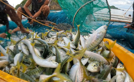 Xuất khẩu thủy sản tăng 17%